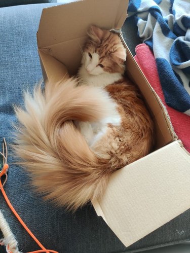 Cat with fluffy tail sitting in a box