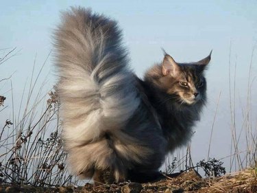 Cat with fluffy tail