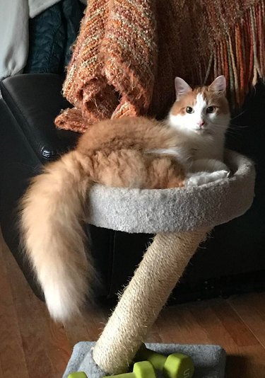 Cat with fluffy tail