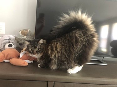 Cat with fluffy tail