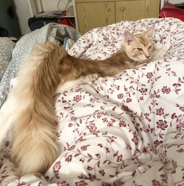 Cat with fluffy tail arching its back