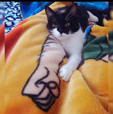 cat on funny blanket