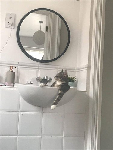 cat chilling in sink