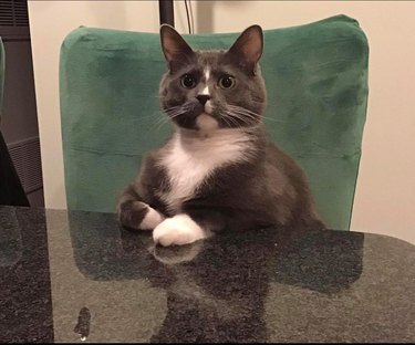 cat sits at table like person