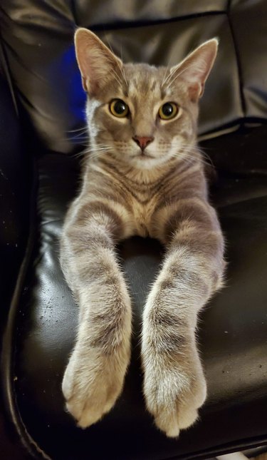 cat extends paws forward