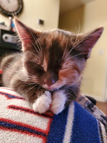 cat rests head on paws