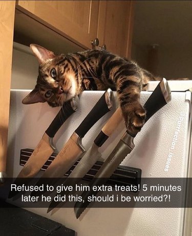 cat has paws on kitchen knife