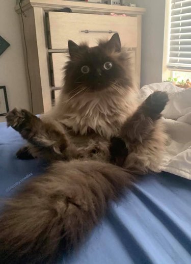 ragdoll cat with legs in the air