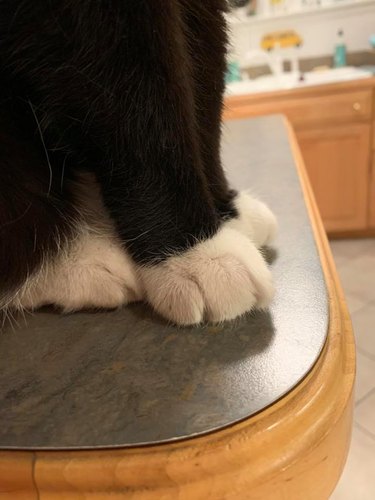 cat on the kitchen counter isn't supposed to be on the kitchen counter