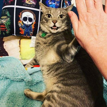 cat does high-five with person