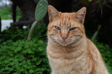 Orange cat in nature