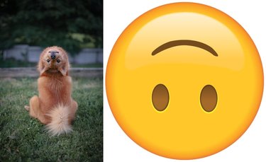 dog looks like upside-down face emoji