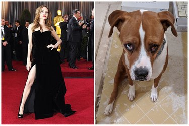 dog looks like Angelina Jolie