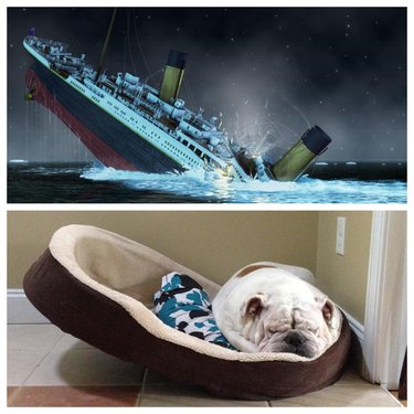 dog in dog bed resembled sinking Titanic