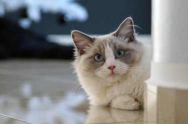 Ragdoll cat with blue eyes