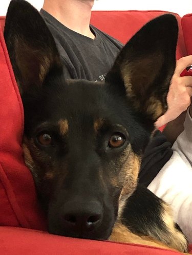 Dog with big ears.