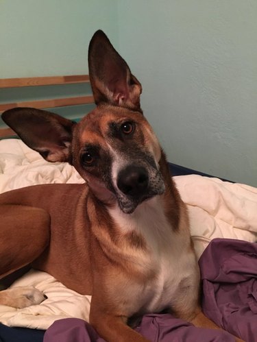 Dog with big ears.