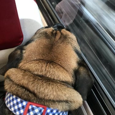 dog sleeping on train