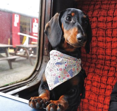 dachshund on train