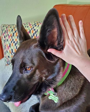 Dog with big ears compared to a human hand