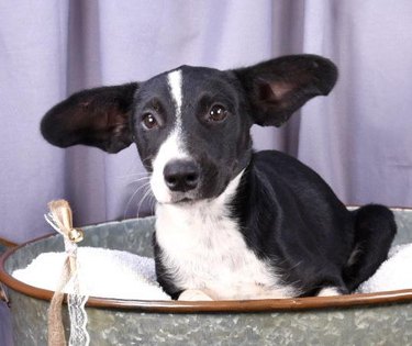 Dog with big ears.