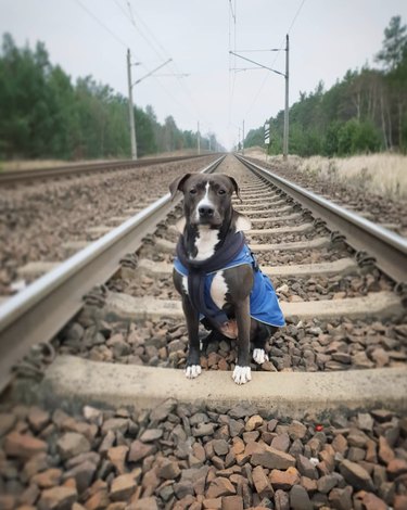 dog on train tracks