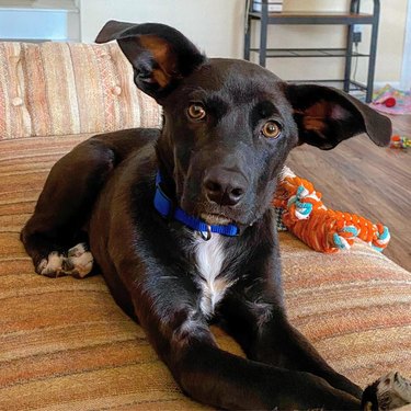 Dog with big ears.