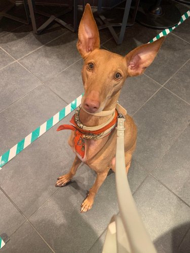 Dog with big ears.