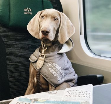 dog reading newspaper on train