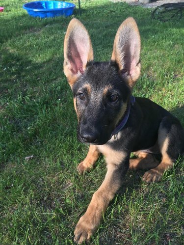 Puppy with big ears.