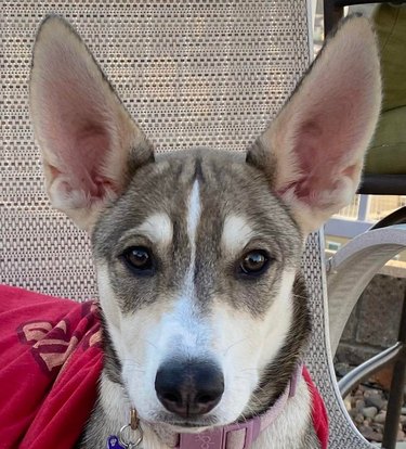 Puppy with big ears.