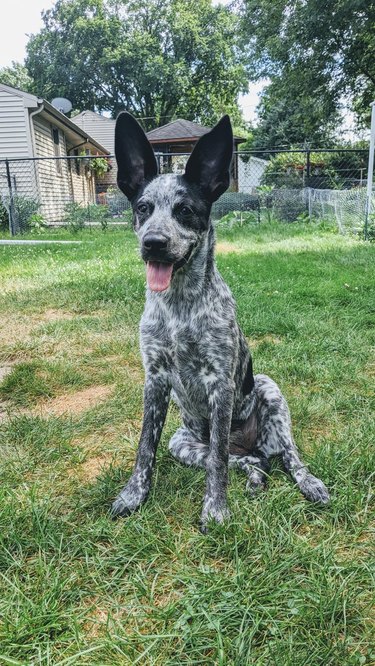 Dog with big ears.