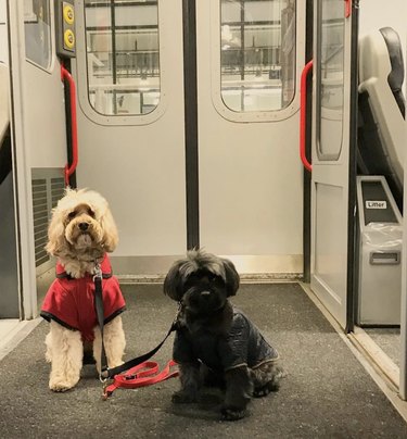 two dogs on train