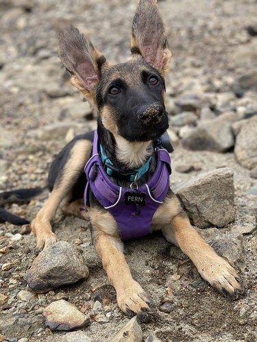 Puppy with big ears.