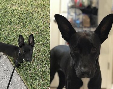 Comparison of dog with big ears as a puppy and an adult