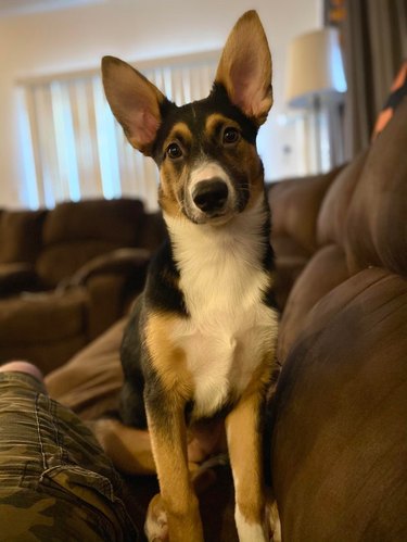 Dog with big ears.