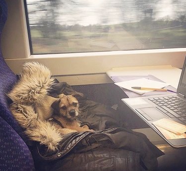 dog in front of laptop on train