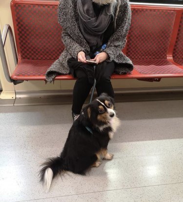 dog on train floor