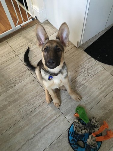 Puppy with big ears.