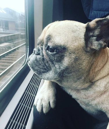 dog looking out train window