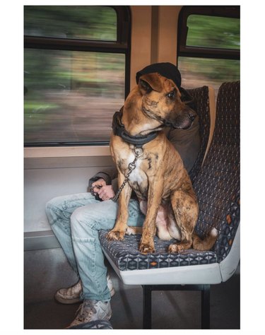 dog on train seat