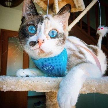 cat with ocean blue eyes