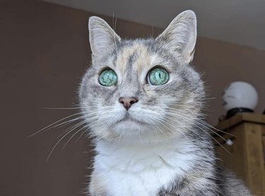 tabby cat with alien eyes