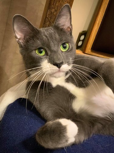 gray cat with bright green eyes