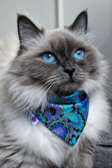 himalyan cat with blue eyes