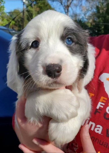 puppy with bright blue eyes