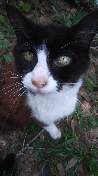 tuxedo cat with snakeskin eyes