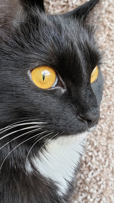 tuxeo cat with gold colored eyes