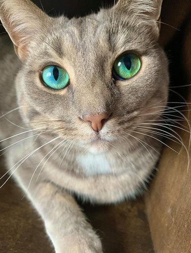 cat with green emeralds for eyes