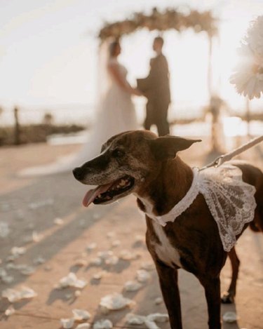 dog in white lace outfit.